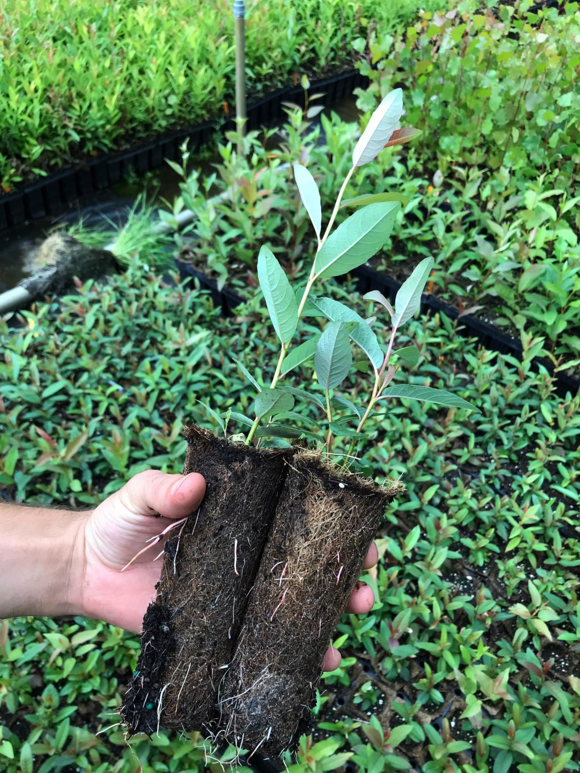 Plugs Verbinnen's Nursery