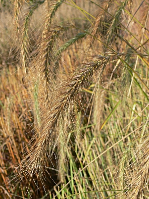 Fall Colour Beginning to Show | Verbinnen's Nursery